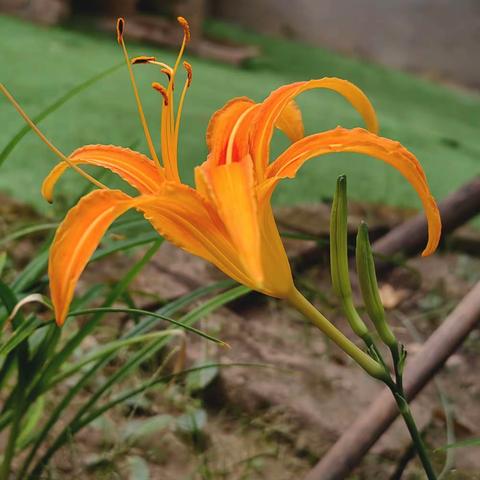 自家“漳州抄面”-七绝一首