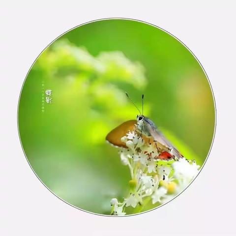 细雨湿流光     春草正当时