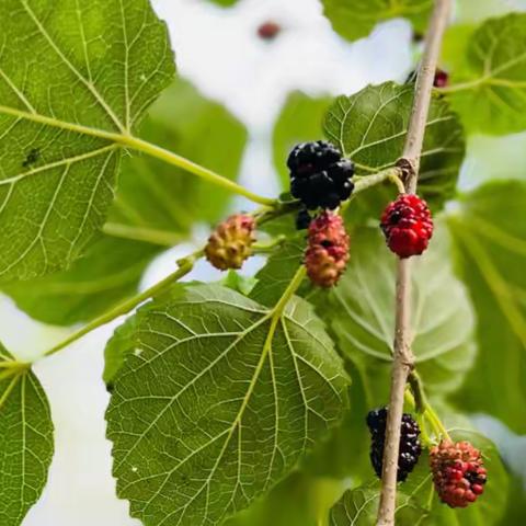 森林幼儿园芽芽班（五月的一天）