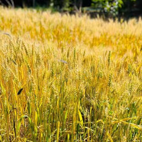 森林幼儿园芽芽班（#风吹麦浪🌾#“纸”间美好）