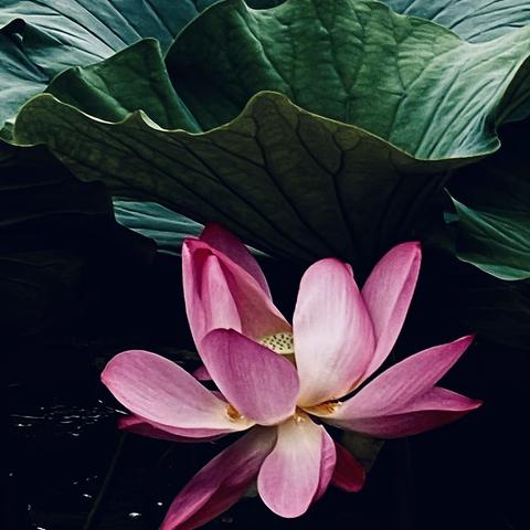 荷