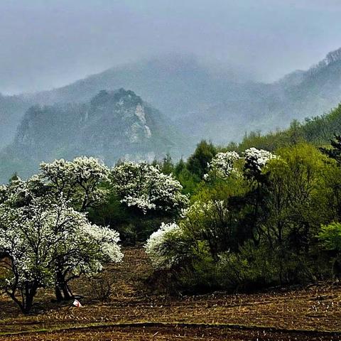 山乡梨花细雨中更迷人