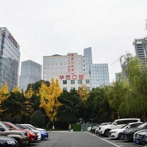 华西口腔医院         秋色美