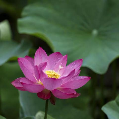 华西校园荷花美。