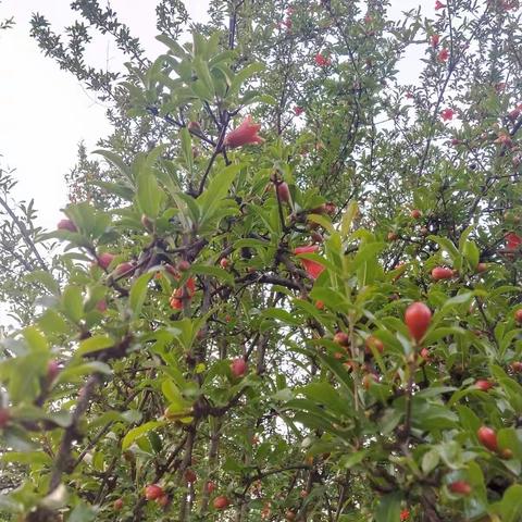 石榴花正艳，学校待你归——屈原镇新滩初级中学初三复学告家长及学生书