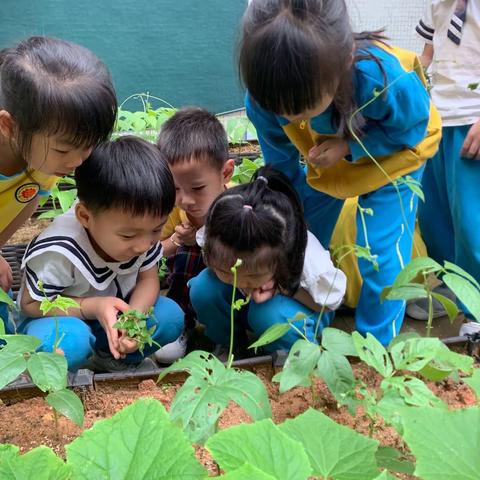 太空种子发芽啦🌱