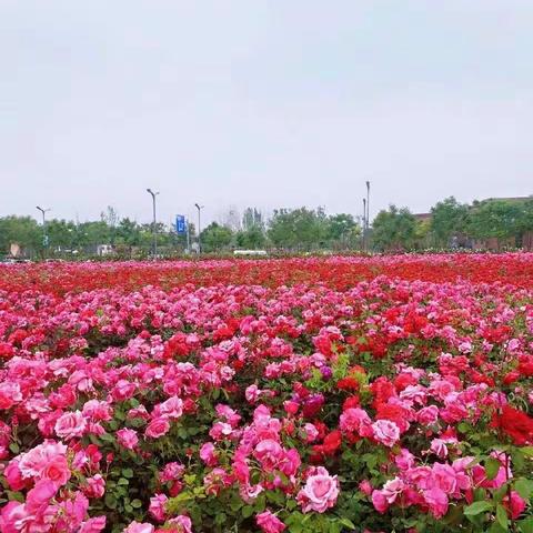 阅读花开红五月    竞赛风景莫错过