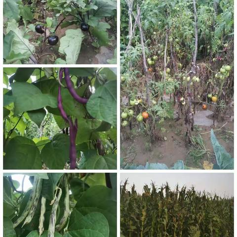 短暂的回乡之旅