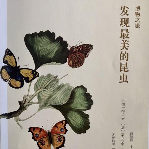 🍃2021叶子影集之十四 美丽的蝴蝶🦋