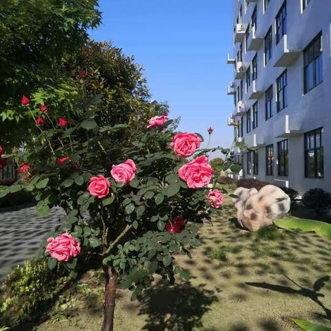 线上测试知学情 改进教学促实效——大悟思源实验学校举行线上学习阶段性调研考试