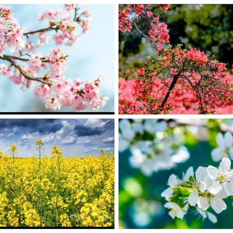 “种一棵小树，绿一方净土”南峰小学开展植树活动