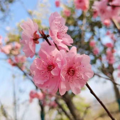 和风细雨润物生 又见桃花映春红～实验一幼托一班生活纪实