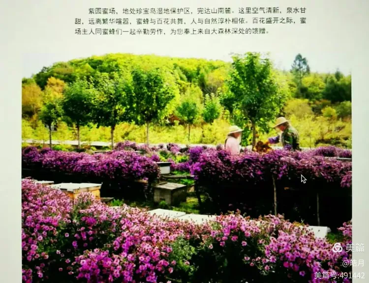 梦到好多蜂蜜像泉水一样涌出来(梦见很多蜂蜜和蜜蜂) 梦到好多蜂蜜像泉水一样涌出来(梦见很多蜂蜜和蜜蜂)