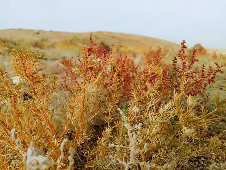 我遥远的家乡~银根