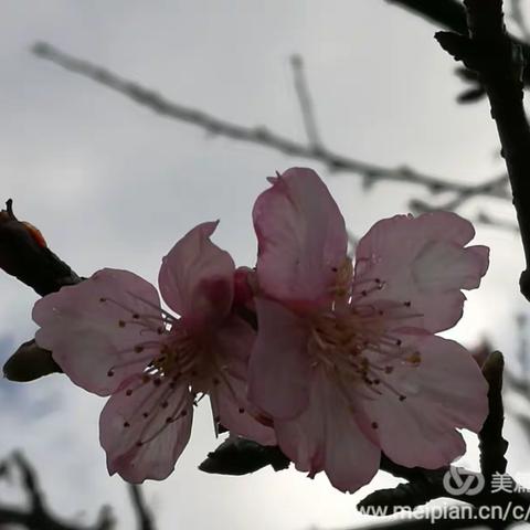 浪漫樱花，春意山水