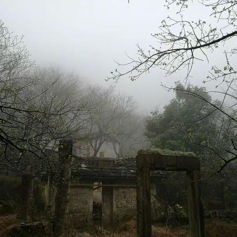 烟雨梅园行，美丽格桑花