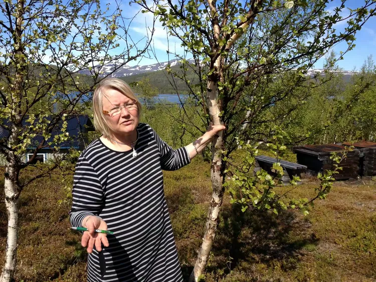 探访瑞典萨米人