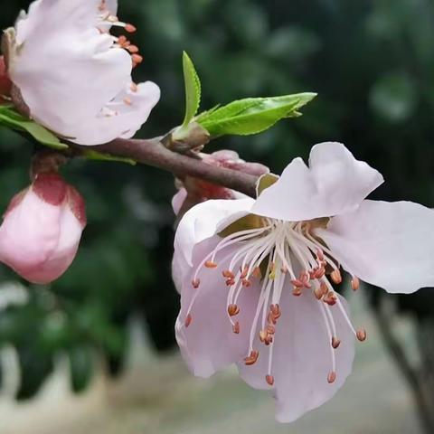 桃花&杏花&含笑&紫藤&绣球