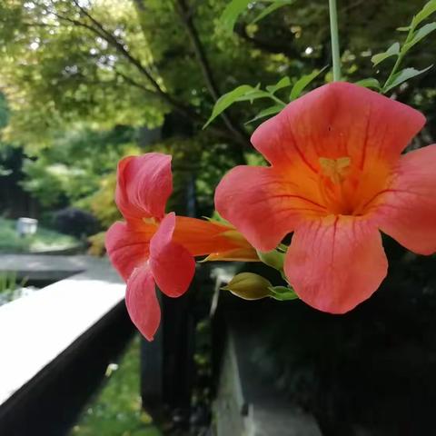 花儿为什么这样红