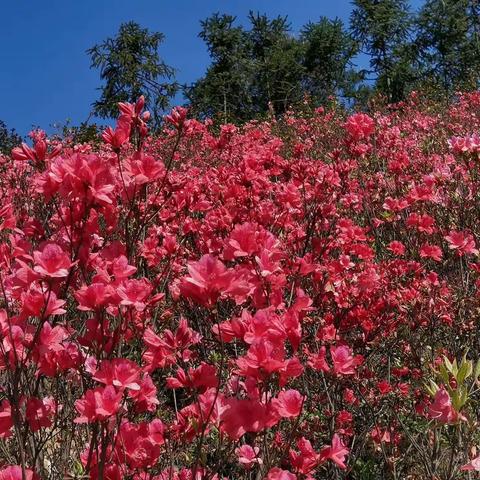 杜鹃花