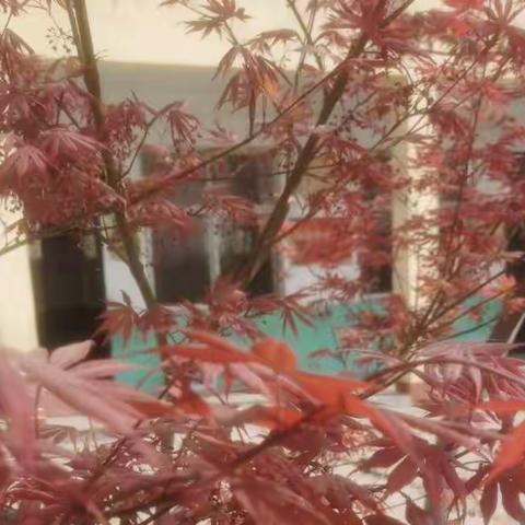 停课不停学，进步不止步——王尹楼小学一年级一班线上教学