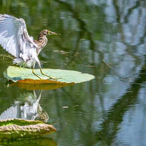 池鹭捕鱼