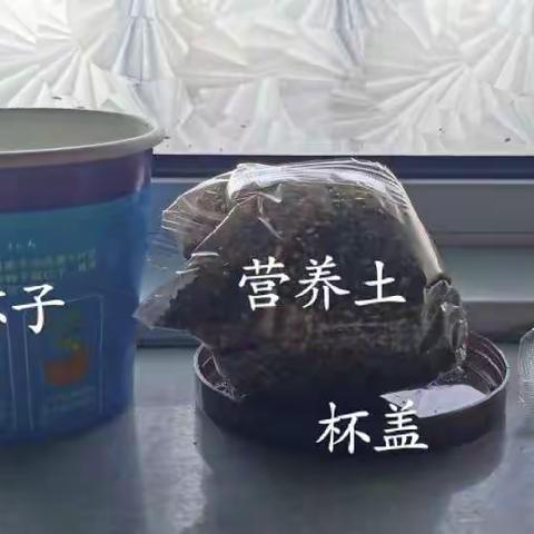 一个疑问引出的对比实验——黄腾熠的植物观察日志