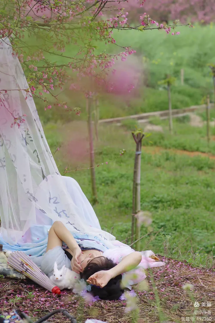 樱花醉 清茶抚心|醉意犹存