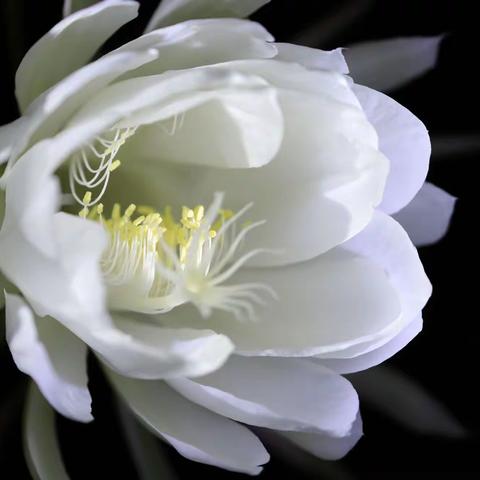 2022年~花卉~定格花的美