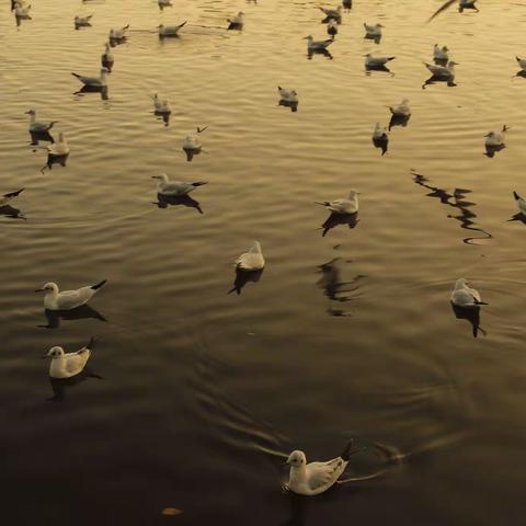 2020年~西昌邛海~昆明翠湖