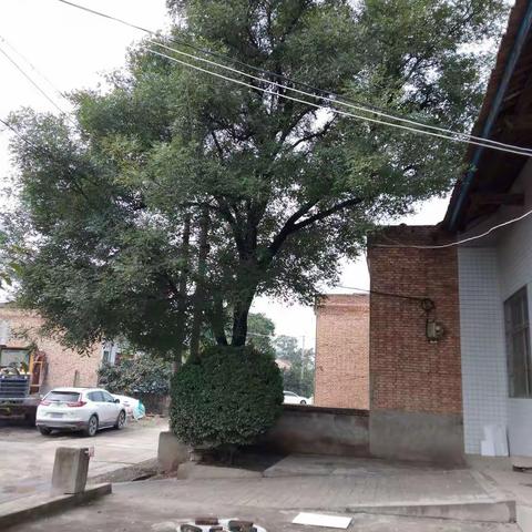 门前古槐最相思