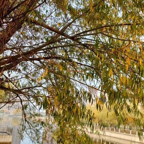 冬已至秋未远，半是秋景半是冬