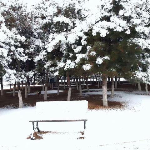 2022年3月14日手机拍雪景