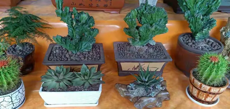 花木绿植租赁养护