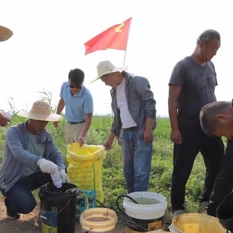 农服公司党支部和第三农业分公司党支部携手开展防虫害主题党日活动