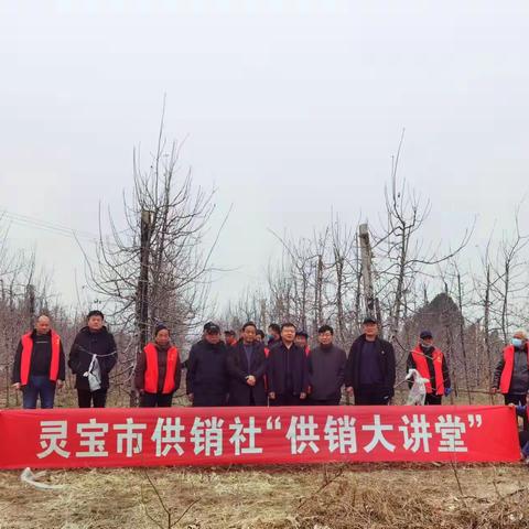 【开展供销大讲堂 培训农民技术强】—灵宝市供销社邀请专家到弘农沃土农牧专业合作社开展苹果种植技术培训