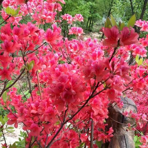 汝阳西泰山杜鹃花海