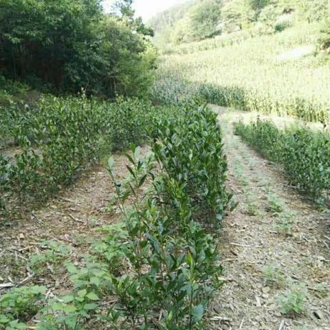 暑假社会实践活动~南潭村茶厂之行，恩施市第三实验小学101阳光中队赖宏铭