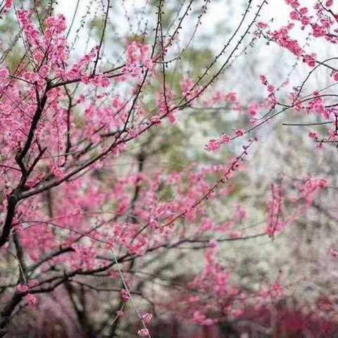 春游桃花源，夏赏荷花红，秋饮黄花酒，冬吟白雪皑，人生经历，四季轮回，二四班周梦欣三原西鉴桃园