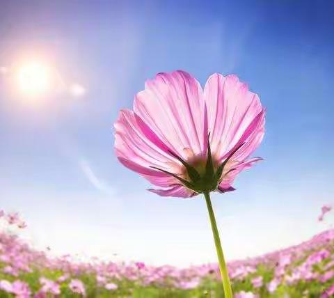 春天在追忆里复活