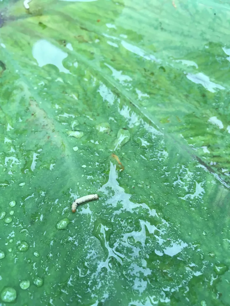 拥正防治芋头斜纹夜蛾