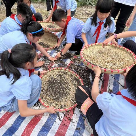 劳动：﻿由道到行的转变，能的养成——溧阳市平陵小学劳动课程的向阳生长