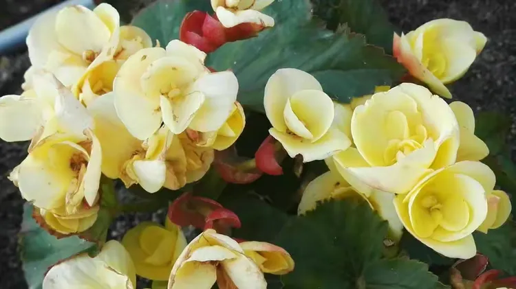 绣球花鲜花价格