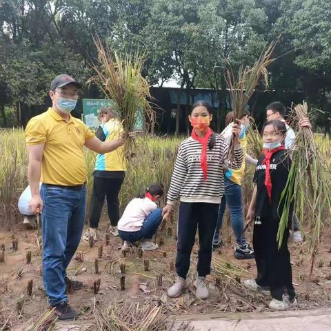 携手共进，交流共赢——大涌镇旗南小学到我校参加“收稻谷”活动