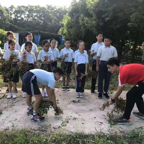 大涌镇旗北小学劳动实践之种花生学科融合系列活动
