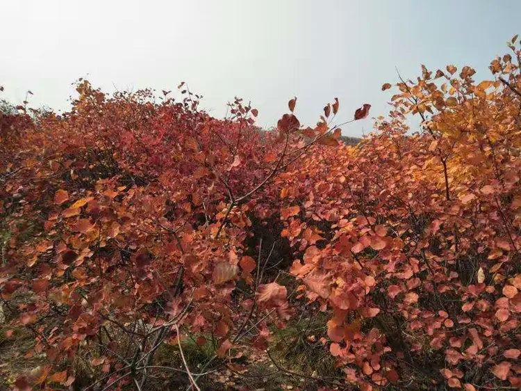 山西李寨天下第一湾