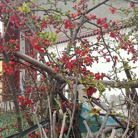 又是一年春来到，踏青赏春正当时——七（5）班2024年春游掠影