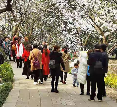 成都市植物园梨花盛开 赏花正当时