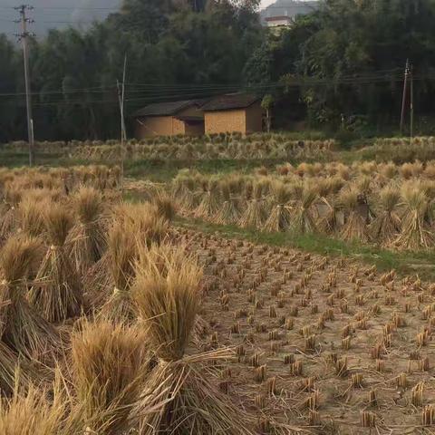 母亲节，致敬我亲爱的母亲