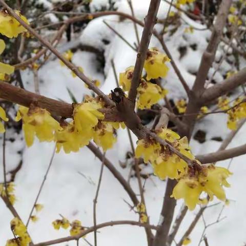 雪后小区静悄悄